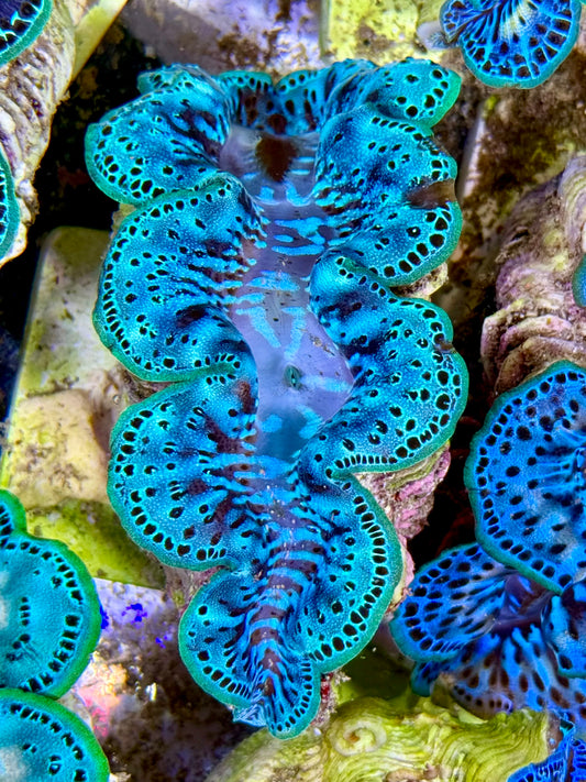 Cultured Maxima Clam 2.5” to 3.5” two tone baby blue with black marks throughout