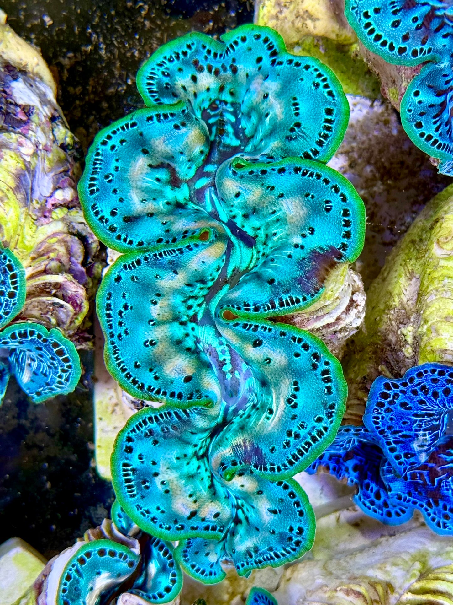 Cultured Maxima Clam 2.5” to 3.5” ultra baby blue with white markings throughout