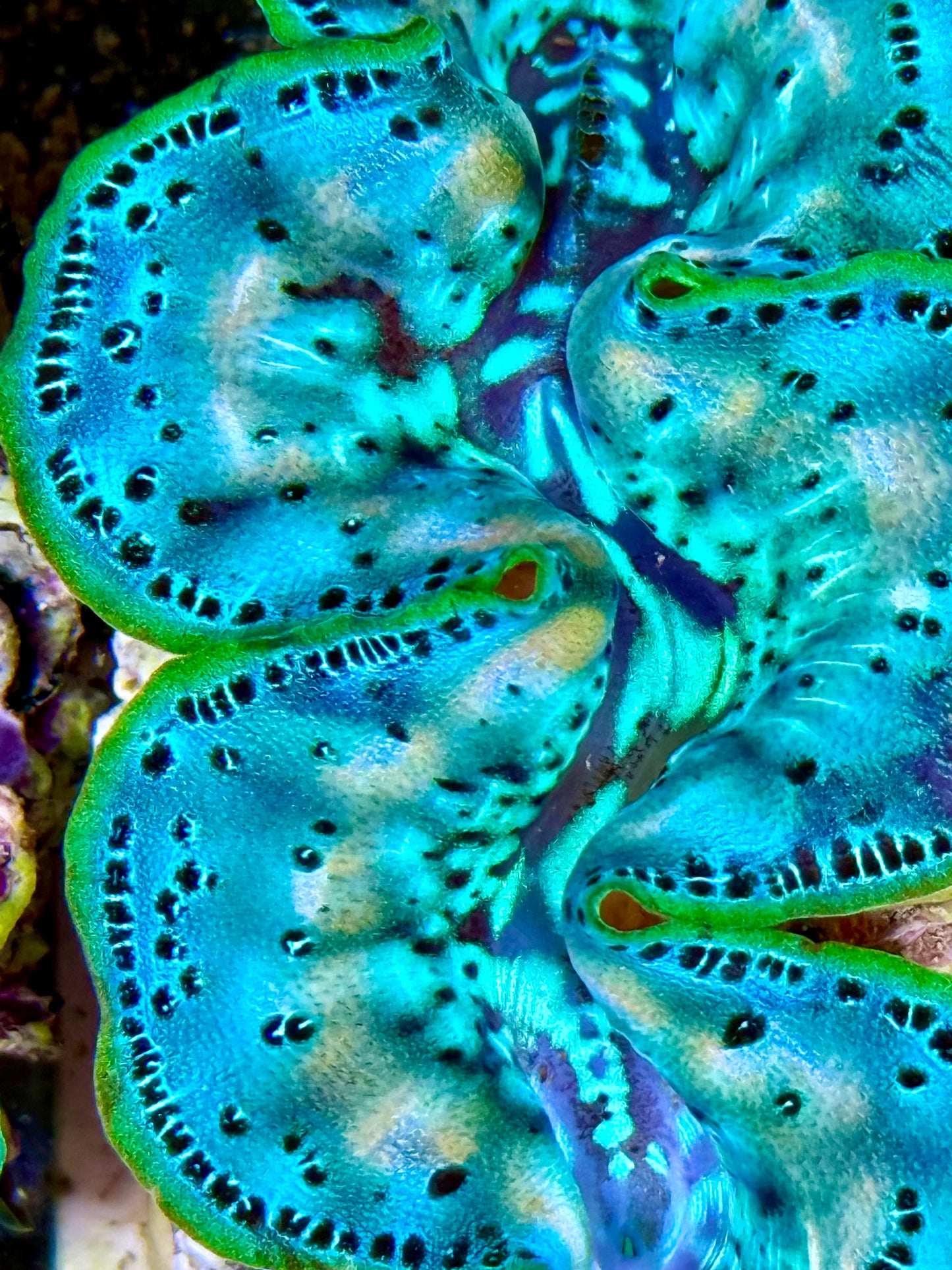 Cultured Maxima Clam 2.5” to 3.5” ultra baby blue with white markings throughout