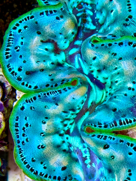 Cultured Maxima Clam 2.5” to 3.5” ultra baby blue with white markings throughout