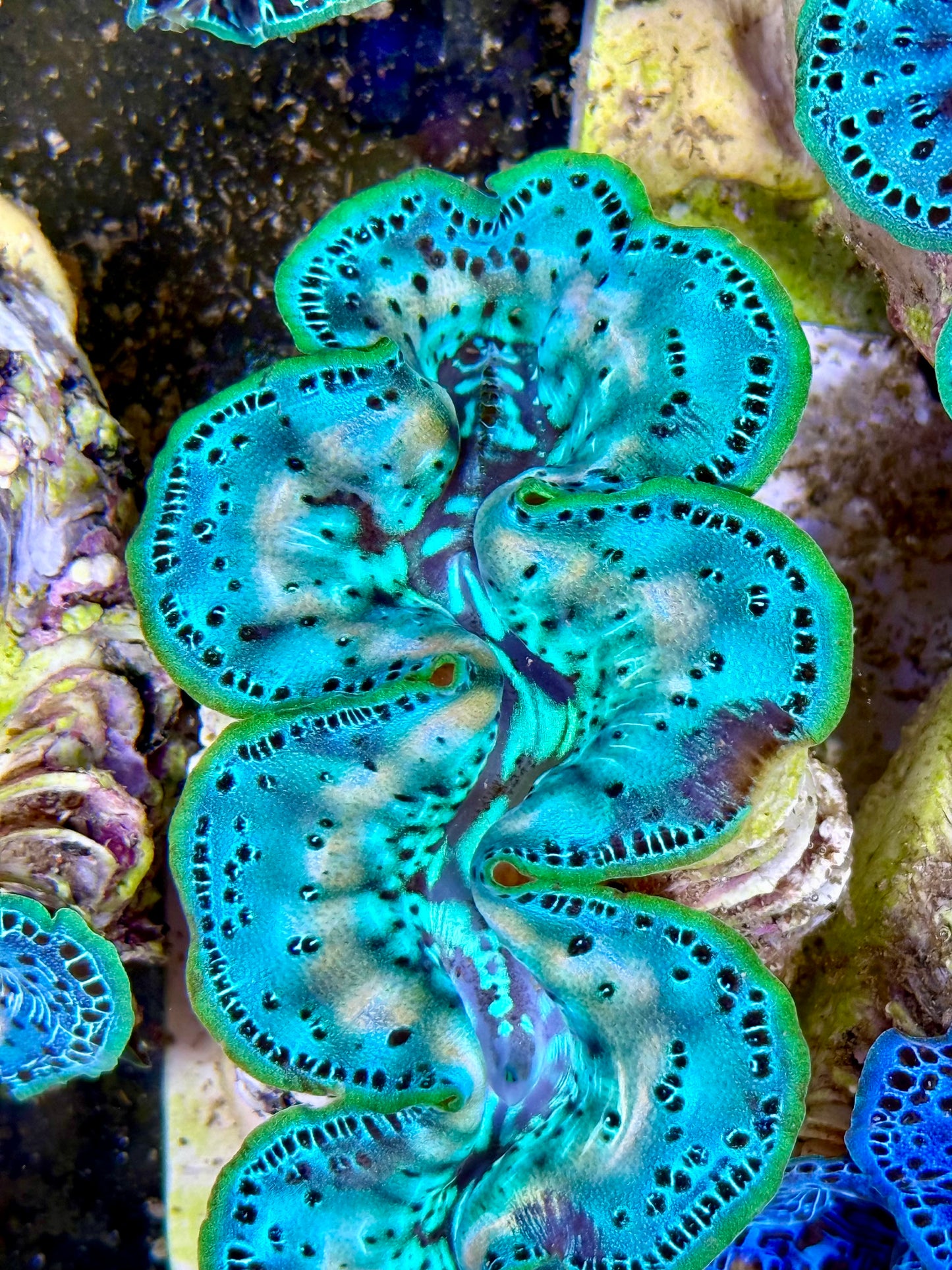 Cultured Maxima Clam 2.5” to 3.5” ultra baby blue with white markings throughout