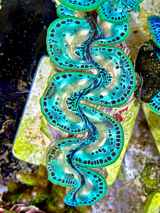 Cultured Maxima Clam 2.5” to 3.5” Super ultra yellow, marking neon green clam with black dots