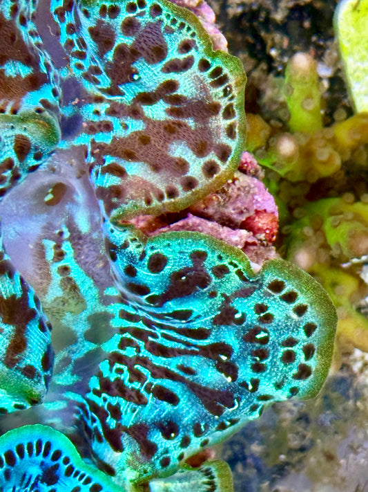 Cultured Maxima Clam 2.5” to 3.5”