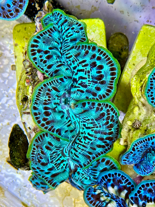Cultured Maxima Clam 2.5” to 3.5” neon green with black teardrops and black markings