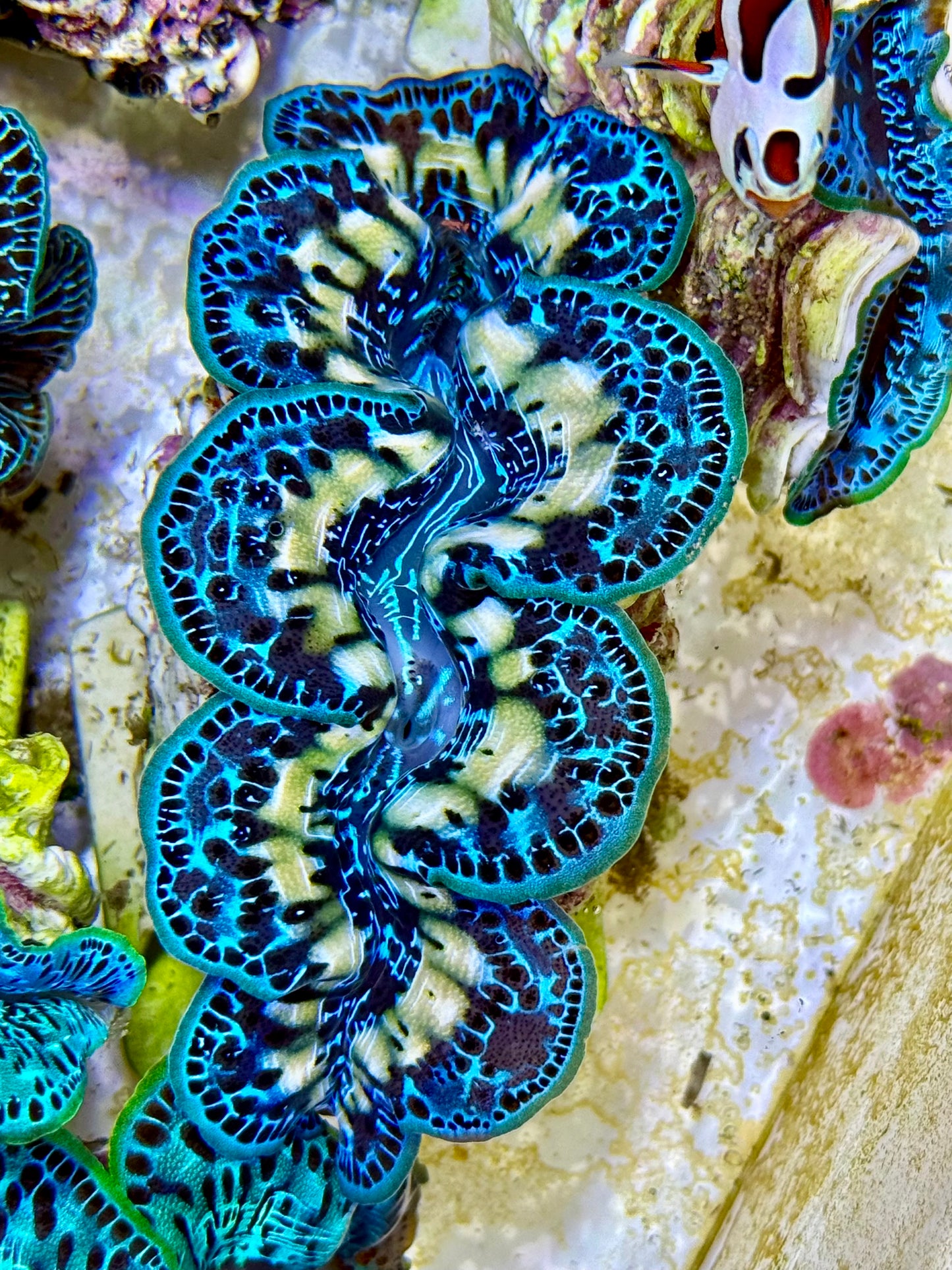 Cultured Maxima Clam 2.5” to 3.5” Super ultra yellow line multicolored with intense markings