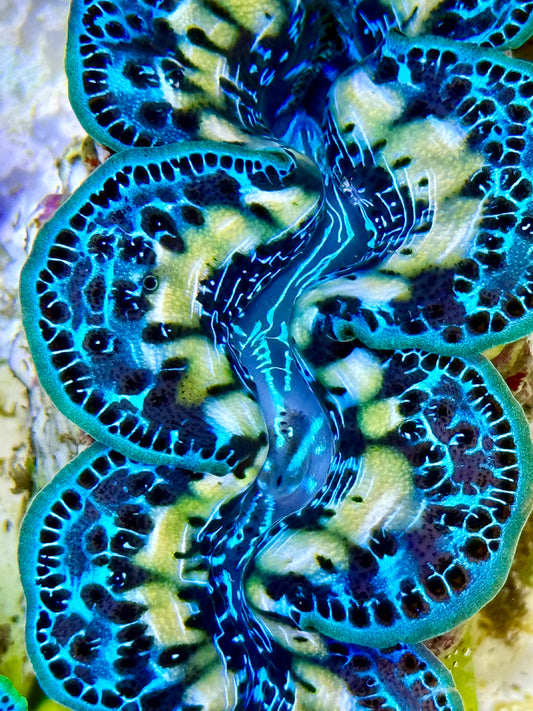 Cultured Maxima Clam 2.5” to 3.5” Super ultra yellow line multicolored with intense markings