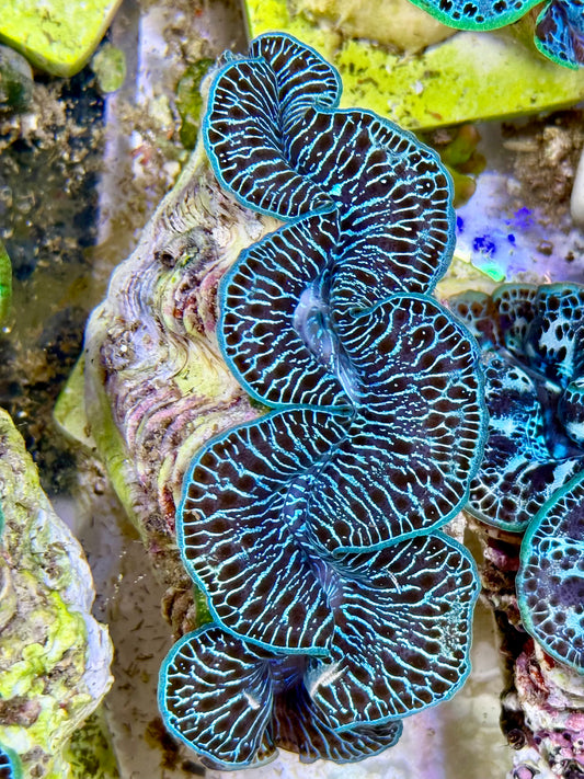 Cultured Maxima Clam 2.5” to 3.5” rare, black blue and white Clam