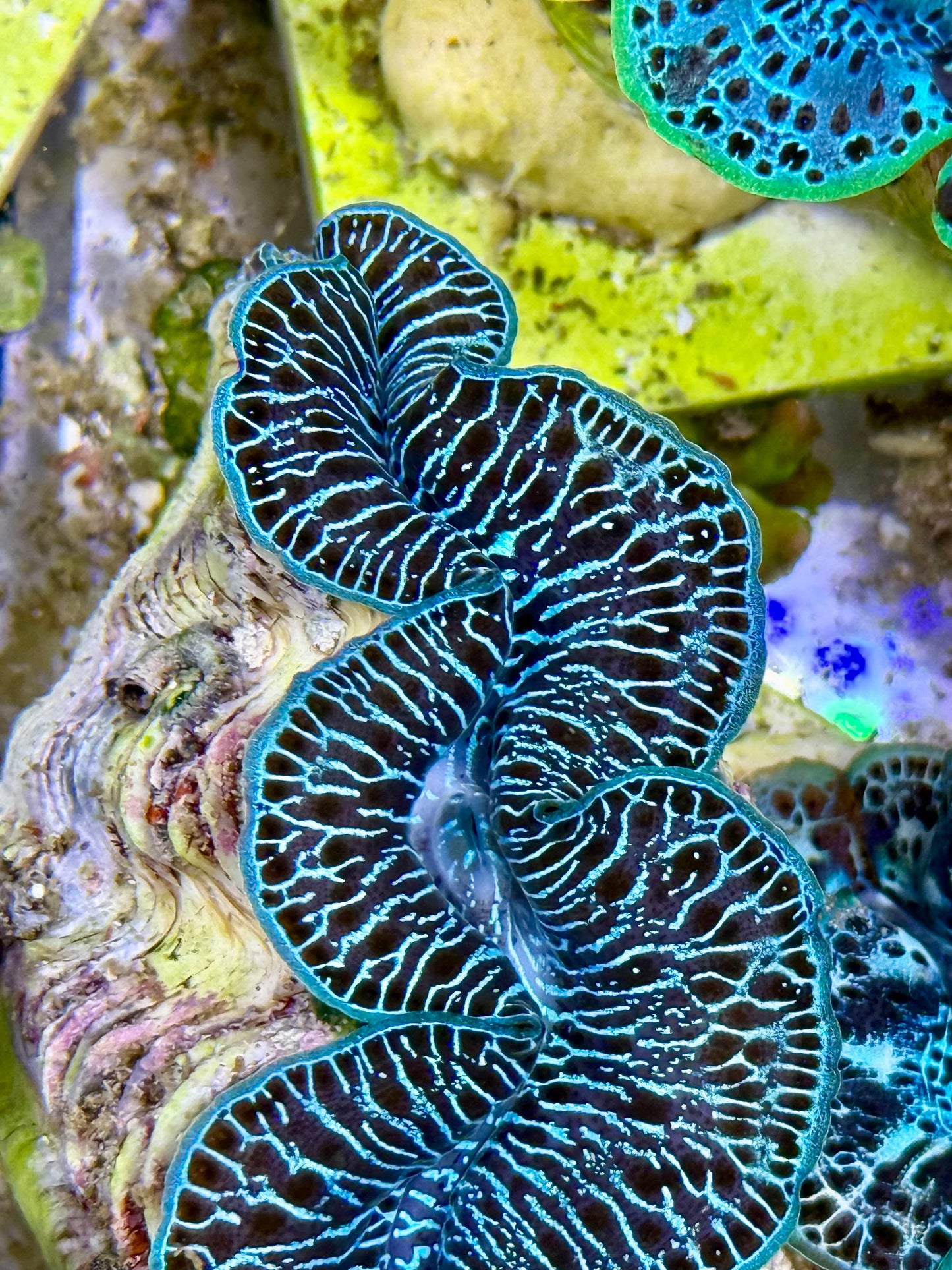 Cultured Maxima Clam 2.5” to 3.5” rare, black blue and white Clam