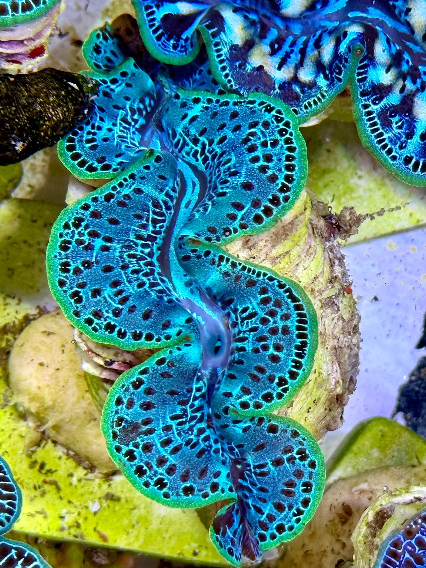 Cultured Maxima Clam 2.5” to 3.5” intense baby blue with black dots and neon green lips