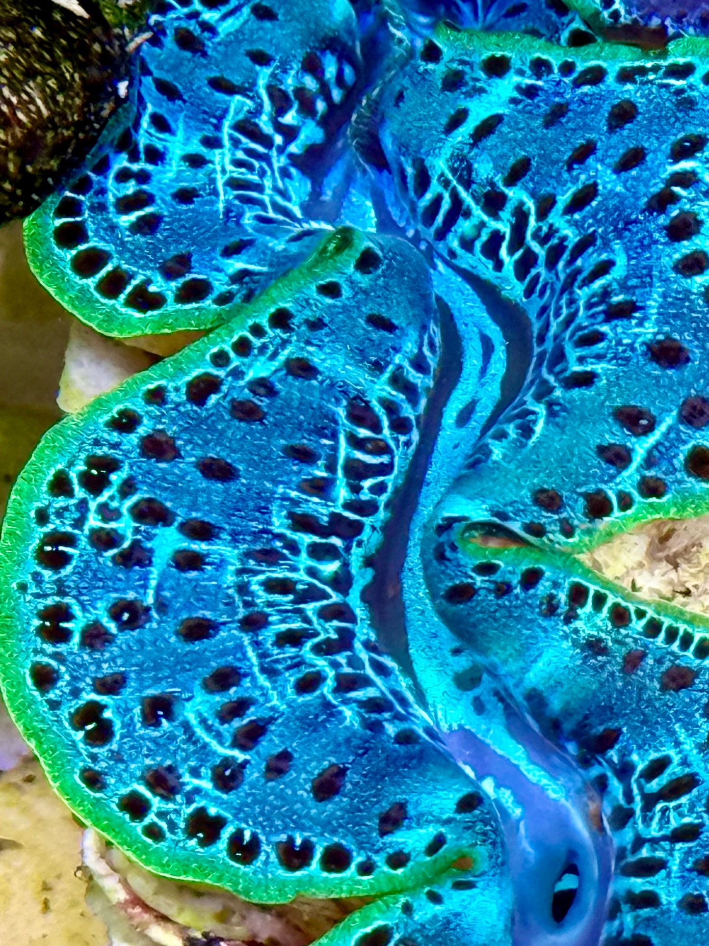 Cultured Maxima Clam 2.5” to 3.5” intense baby blue with black dots and neon green lips