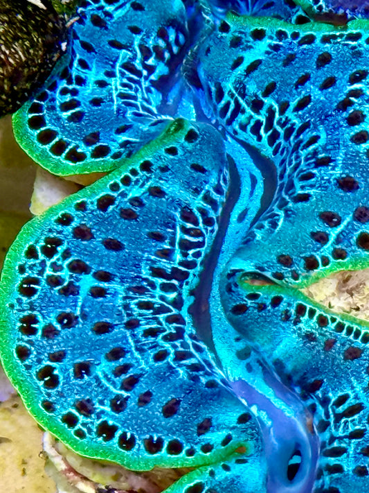 Cultured Maxima Clam 2.5” to 3.5” intense baby blue with black dots and neon green lips