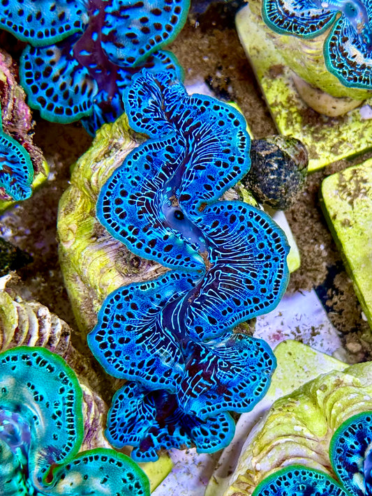Cultured Maxima Clam 2.5” to 3.5” gorgeous, blue and black dots