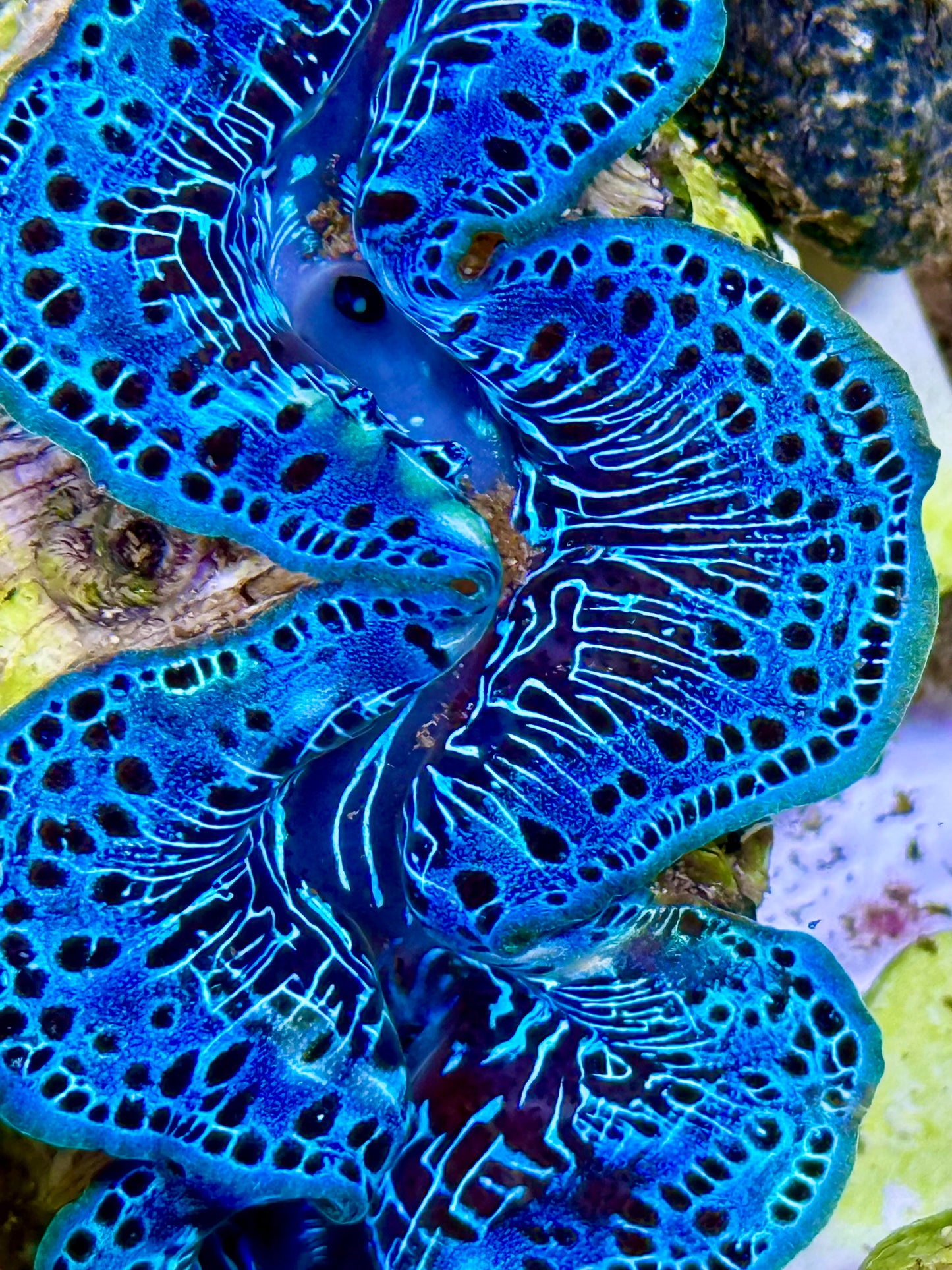 Cultured Maxima Clam 2.5” to 3.5” gorgeous, blue and black dots