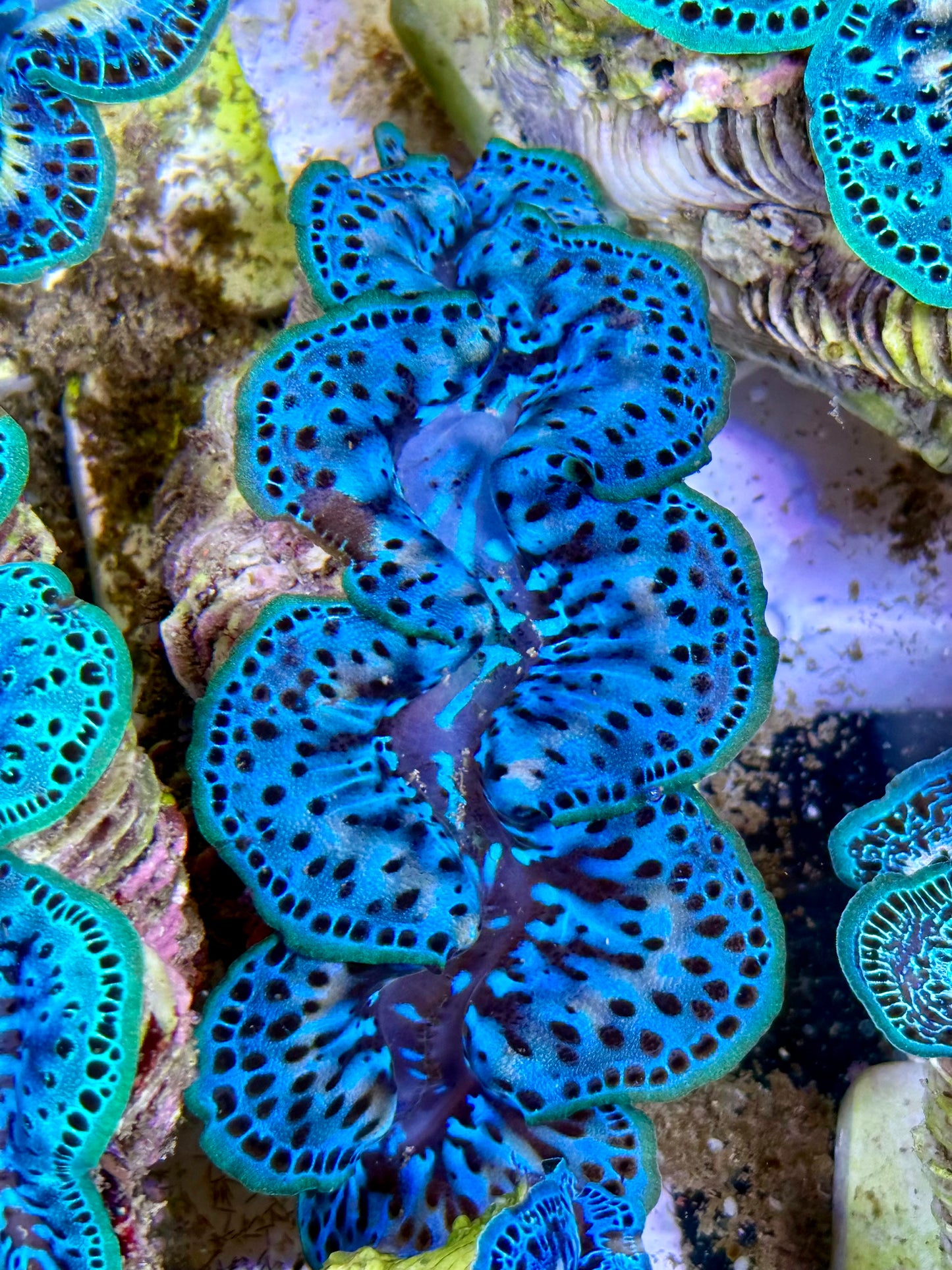 Cultured Maxima Clam 2.5” to 3.5” gorgeous blue climb with black dots and sporadic white markings