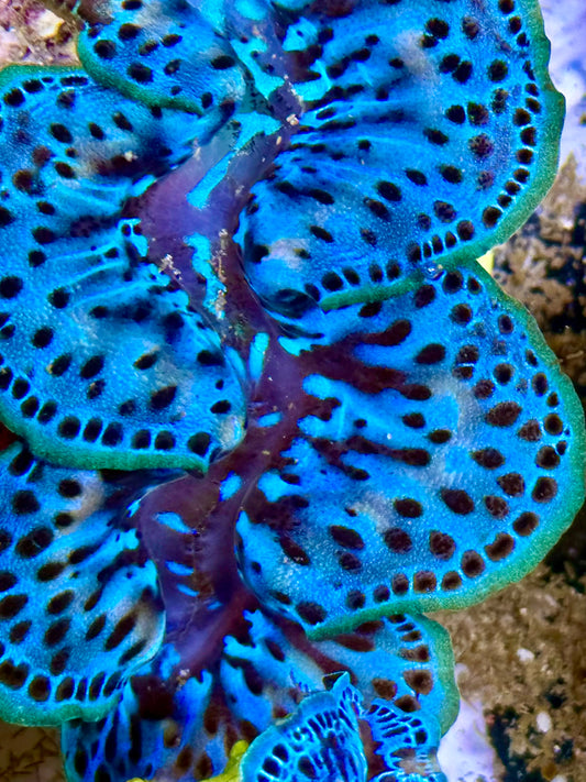 Cultured Maxima Clam 2.5” to 3.5” gorgeous blue climb with black dots and sporadic white markings
