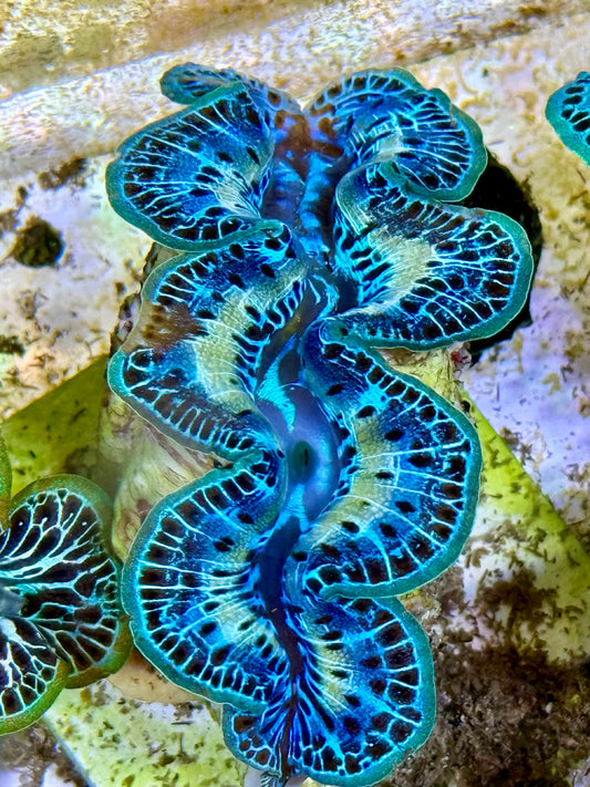 Cultured Maxima Clam 2.5” to 3.5” Super gorgeous Ultra yellow line with mixed blue and black dots