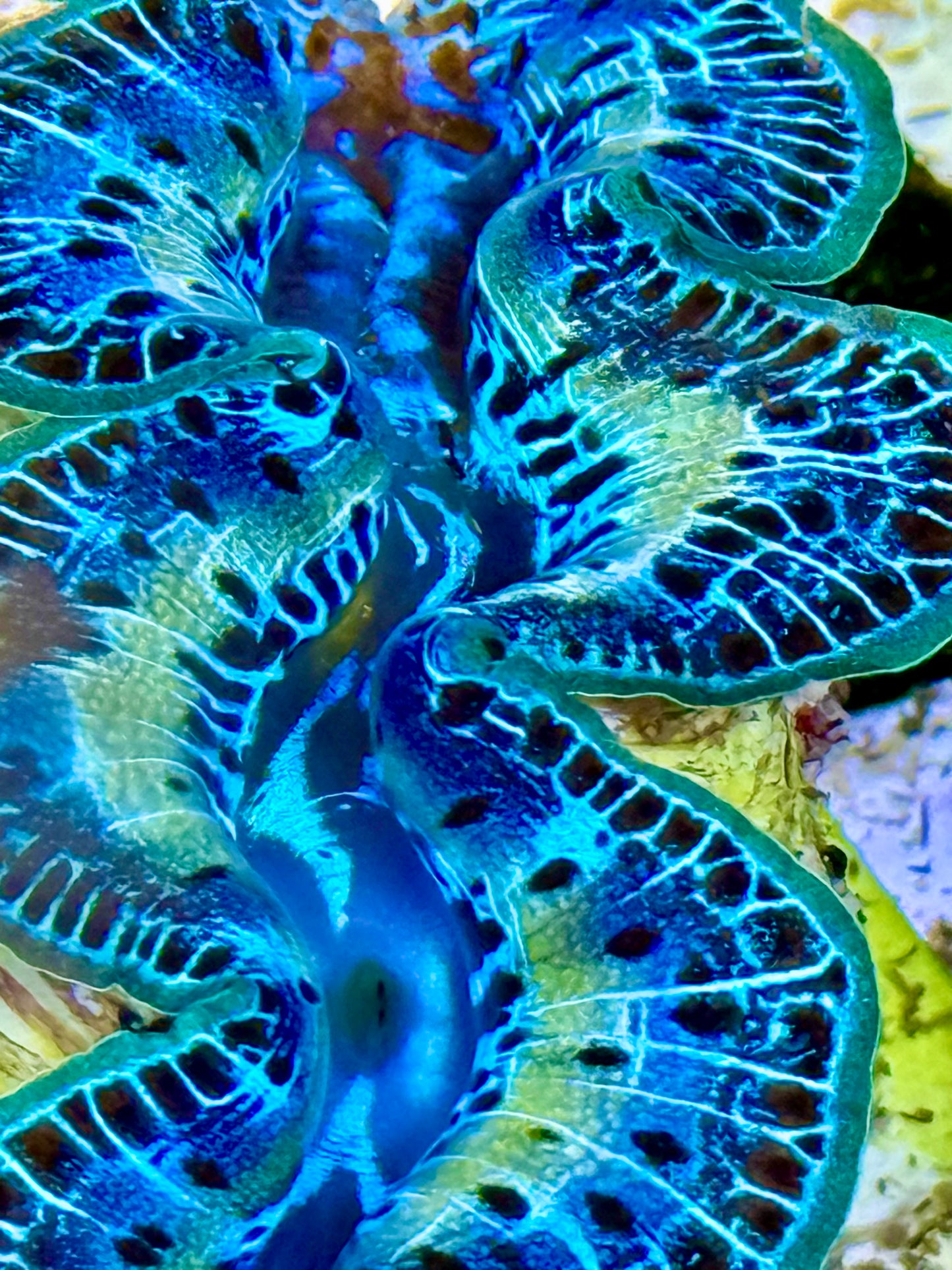 Cultured Maxima Clam 2.5” to 3.5” Super gorgeous Ultra yellow line with mixed blue and black dots