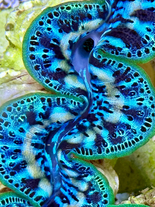 Cultured Maxima Clam 2.5” to 3.5” Super ultra deep blue baby blue yellow lines and neon lips with black dots