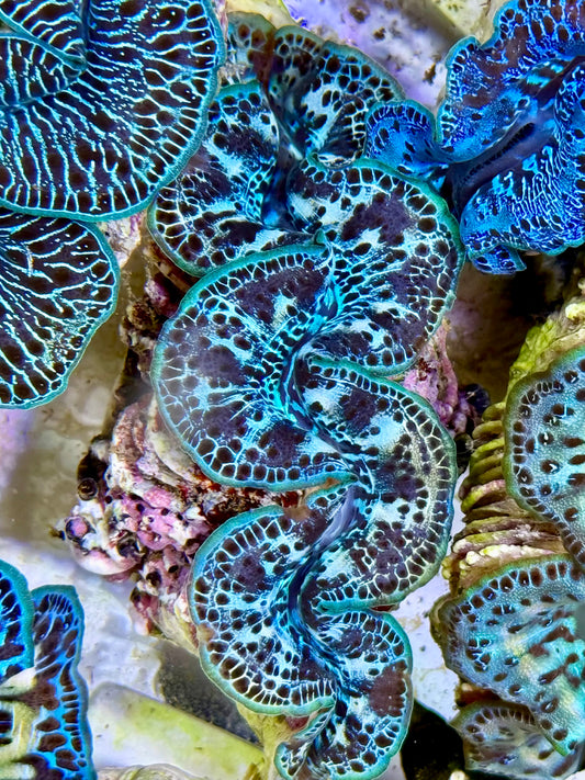 Cultured Maxima Clam 2.5” to 3.5” Black blue and a few multicolor