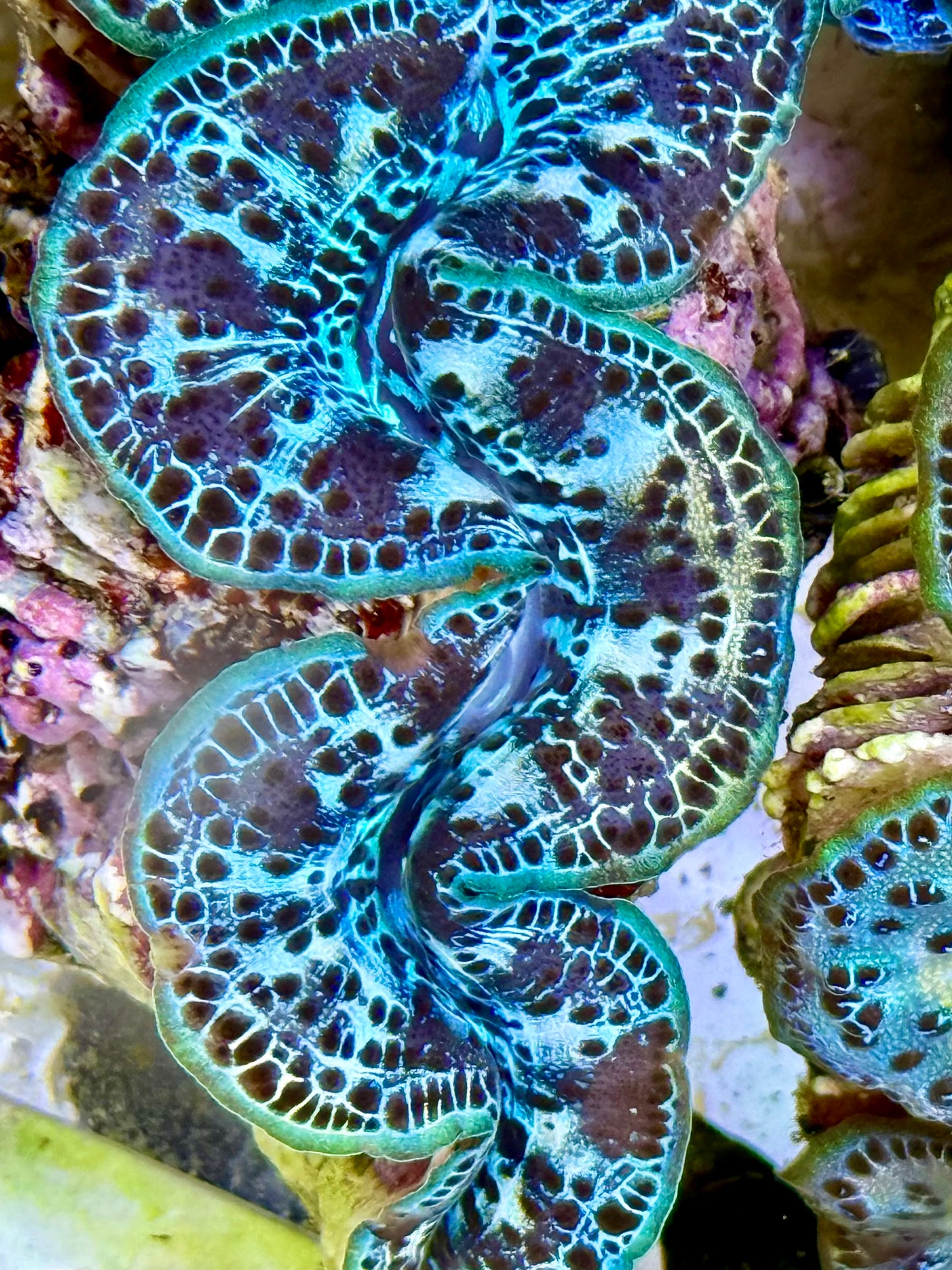 Cultured Maxima Clam 2.5” to 3.5” Black blue and a few multicolor