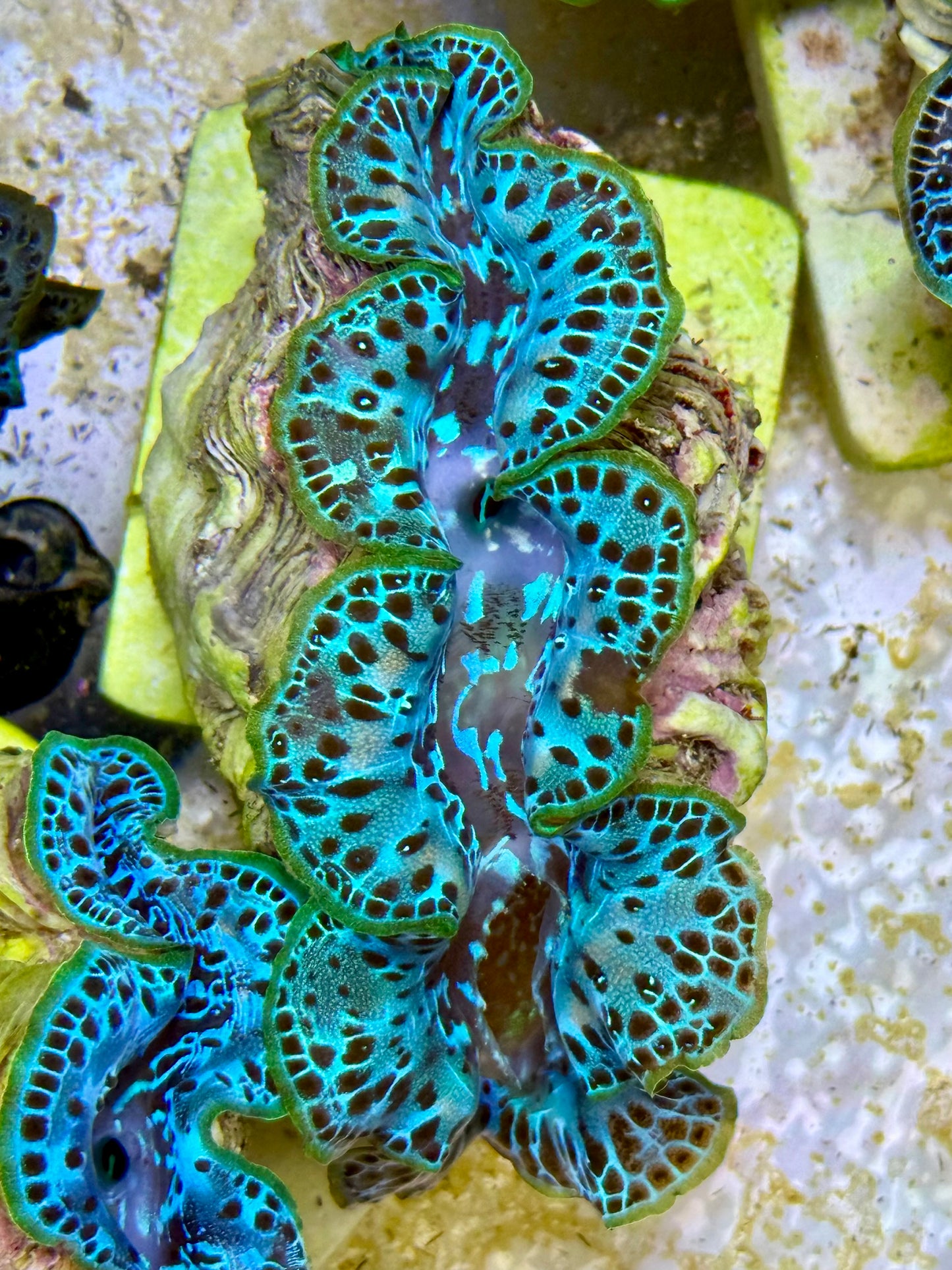 Cultured Maxima Clam 2.5” to 3.5” Neon green with black dots