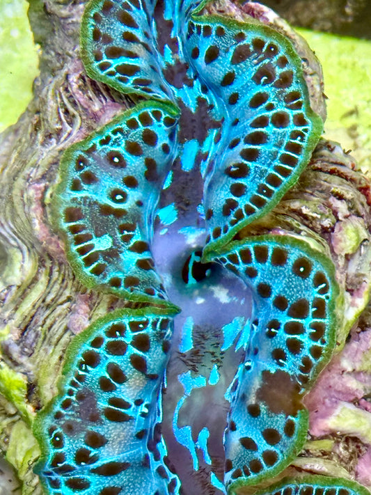 Cultured Maxima Clam 2.5” to 3.5” Neon green with black dots