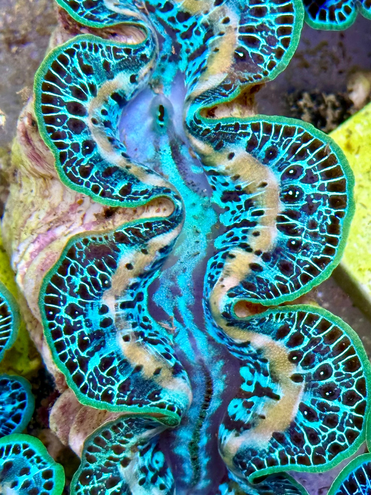 Cultured Maxima Clam 2.5” to 3.5” Super ultra white lined CLAM with multiple colors