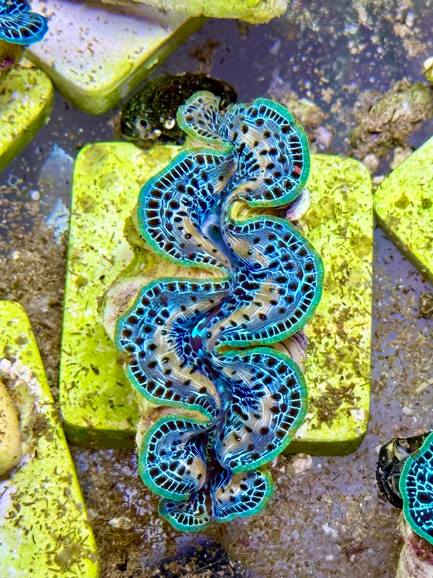 Cultured Maxima Clam 2.5” to 3.5” ultra steel blue with yellow white markings, black dots, and multicolor