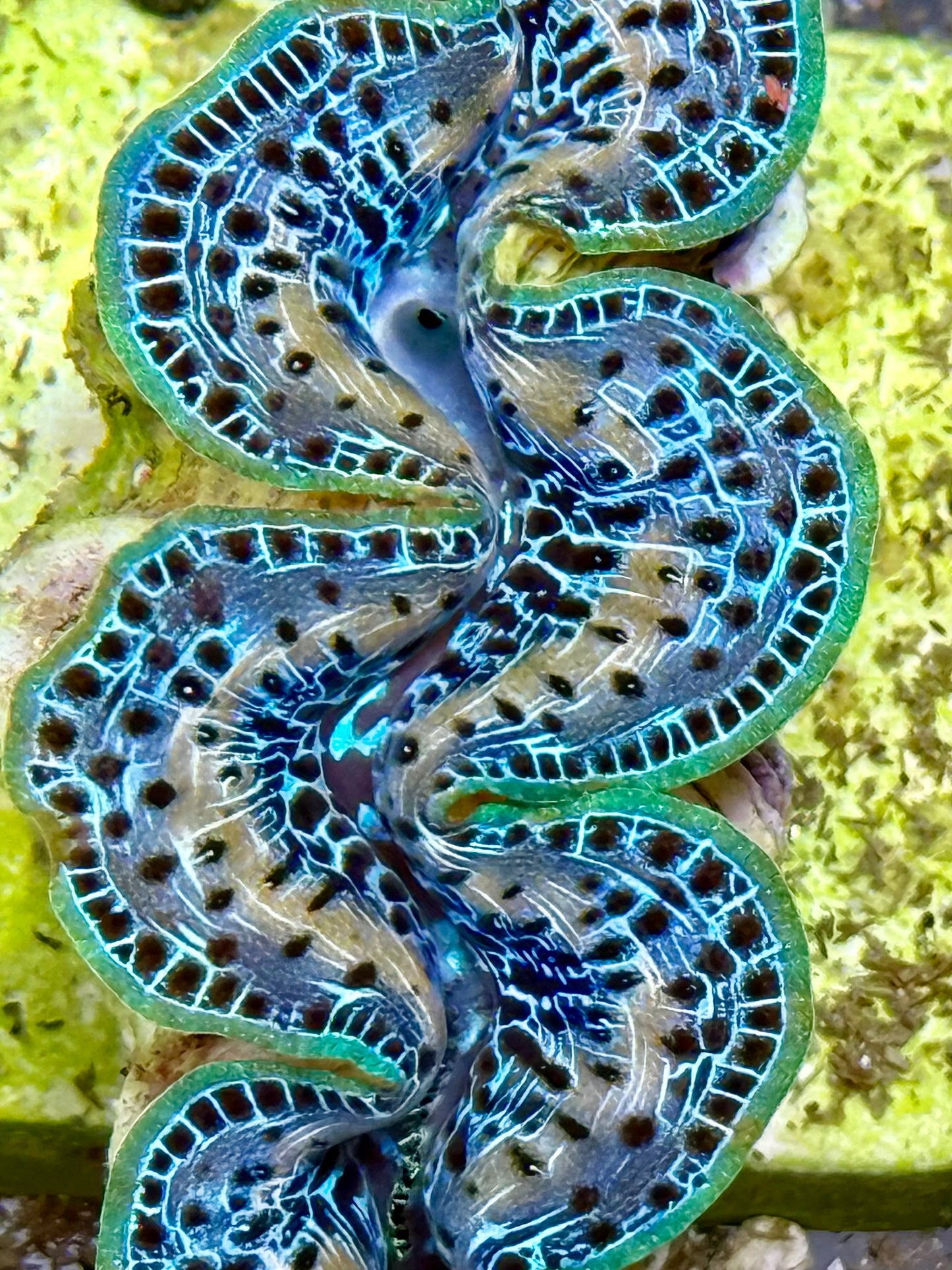 Cultured Maxima Clam 2.5” to 3.5” ultra steel blue with yellow white markings, black dots, and multicolor