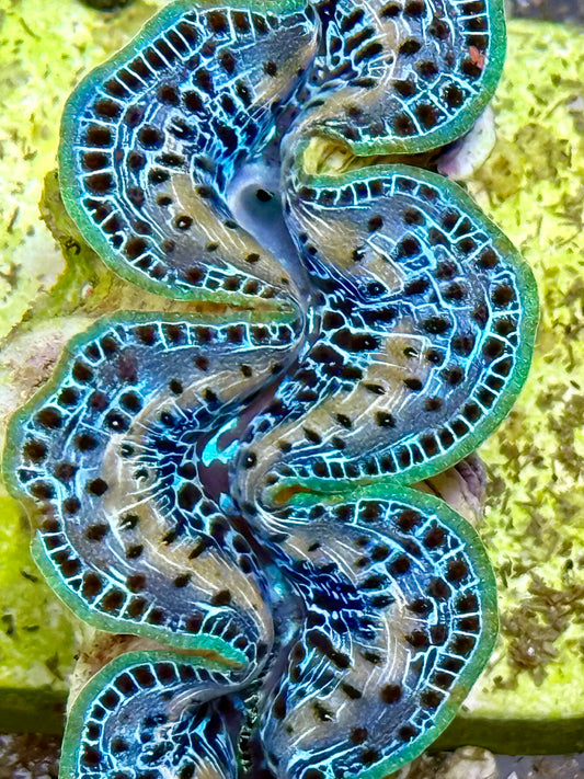 Cultured Maxima Clam 2.5” to 3.5” ultra steel blue with yellow white markings, black dots, and multicolor