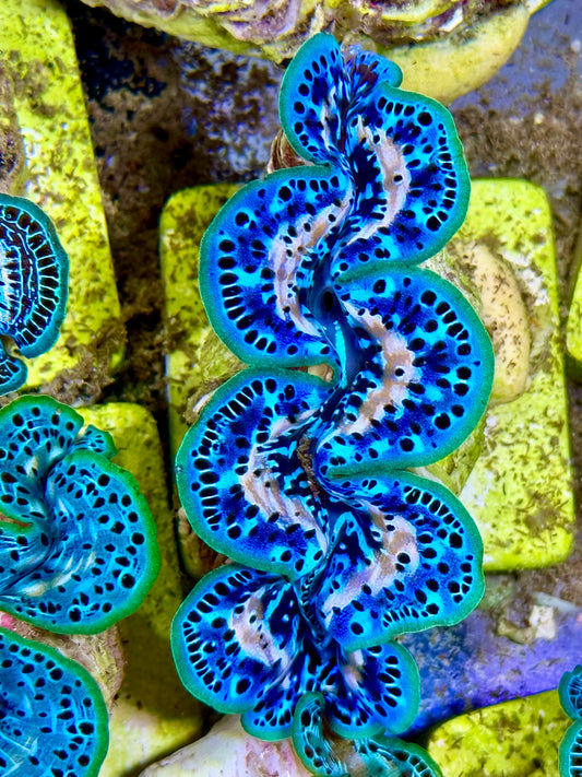 Cultured Maxima Clam 2.5” to 3.5 White lines, deep blue with neon lips