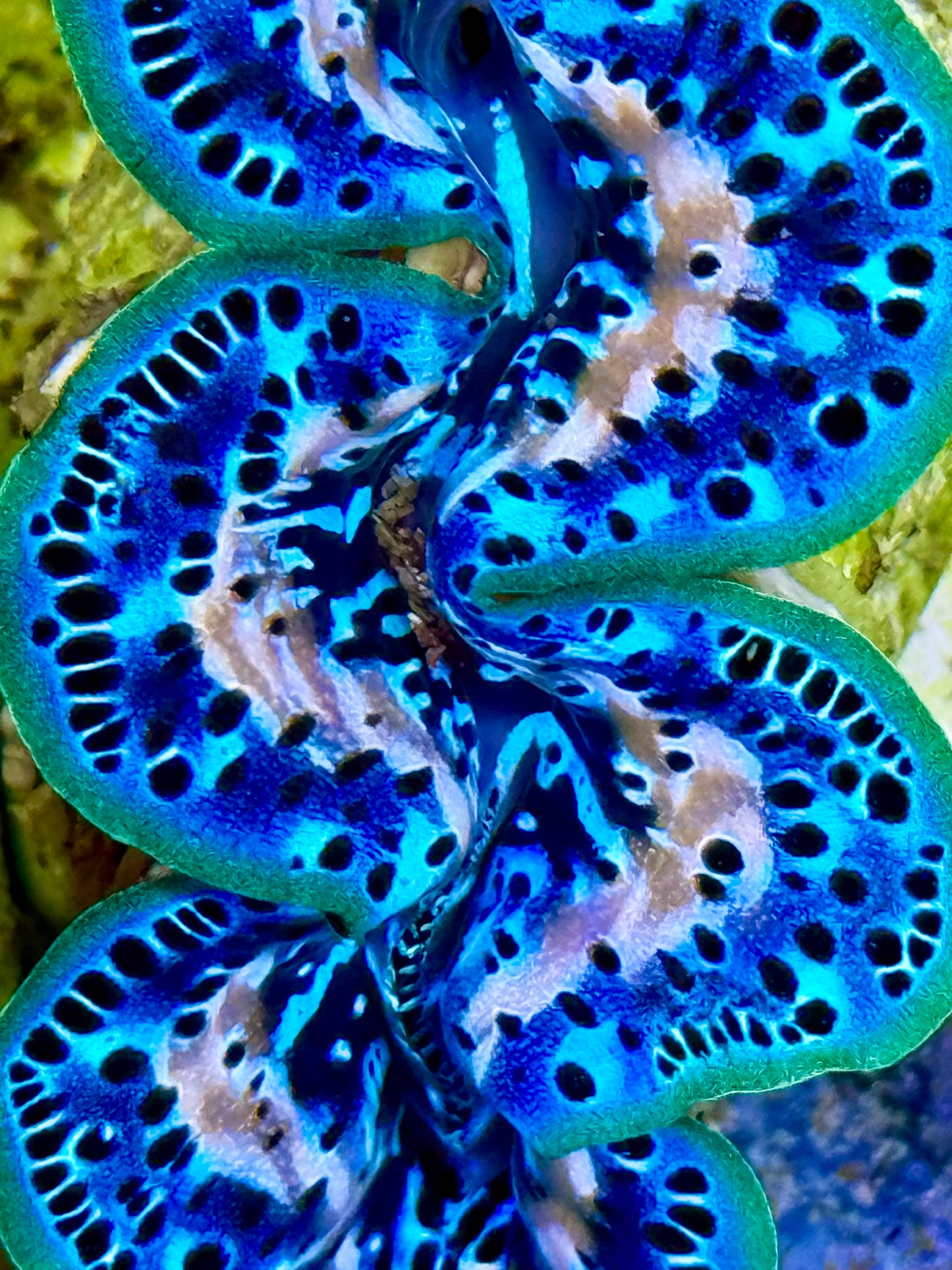 Cultured Maxima Clam 2.5” to 3.5 White lines, deep blue with neon lips