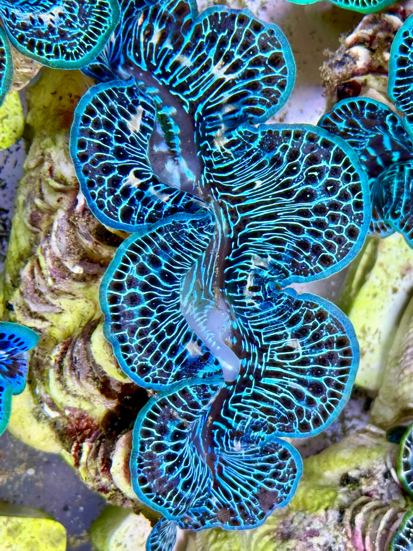 Cultured Maxima Clam 2.5” to 3.5” Beautiful reticulated, blue and black Clam with white markings