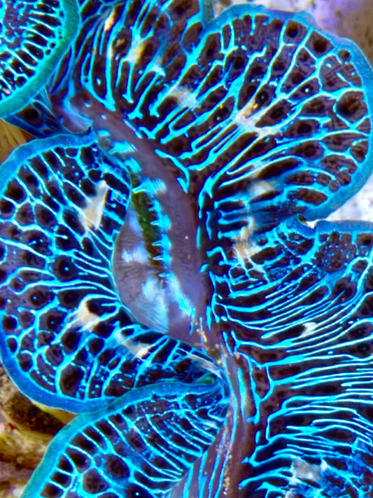 Cultured Maxima Clam 2.5” to 3.5” Beautiful reticulated, blue and black Clam with white markings