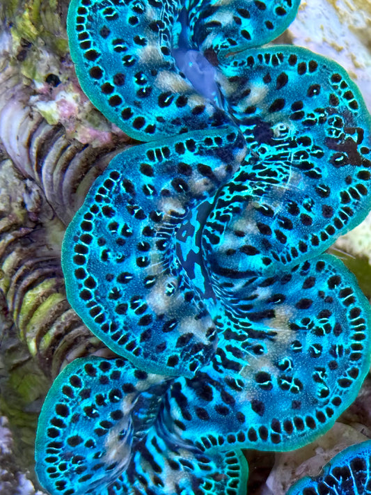 Cultured Maxima Clam 2.5” to 3.5” ultra multicolored neon mixed with black dots and some white throughout clam