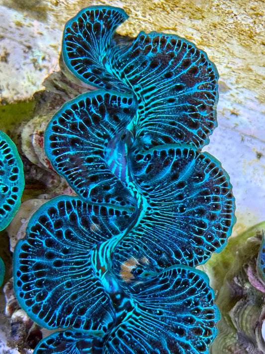 Cultured Maxima Clam 2.5” to 3.5” Beautiful blue and black reticulation throughout this beautiful Clam