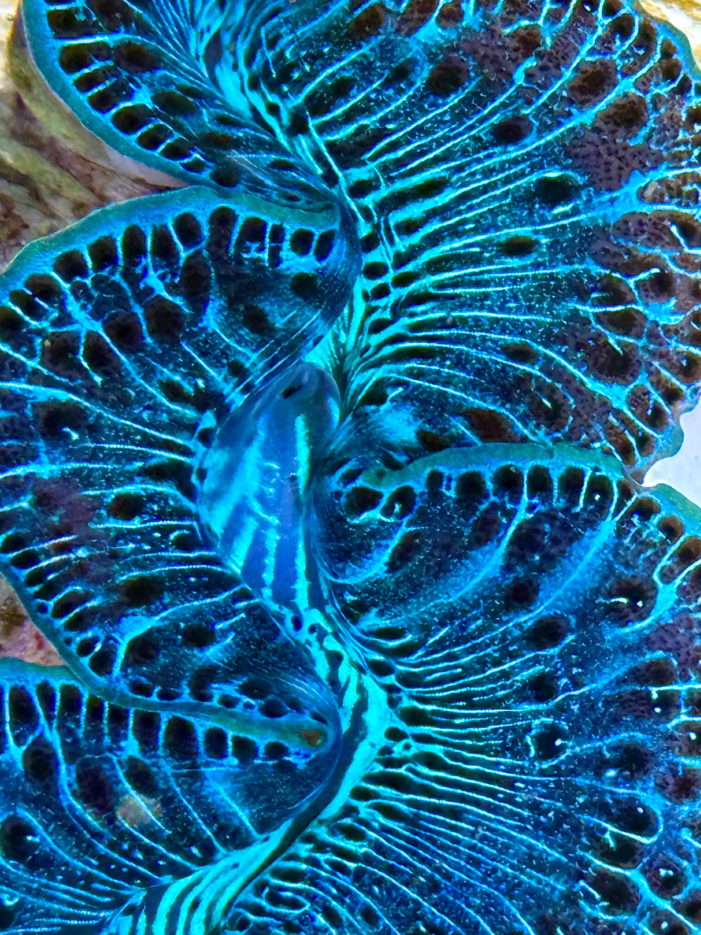 Cultured Maxima Clam 2.5” to 3.5” Beautiful blue and black reticulation throughout this beautiful Clam
