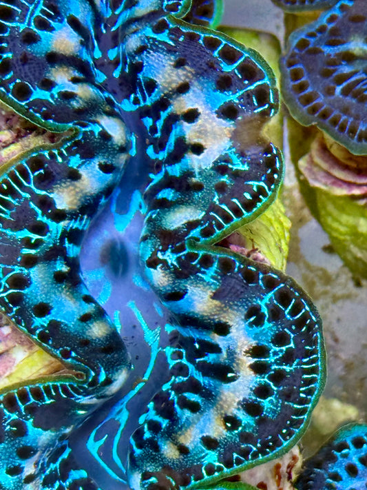 Cultured Maxima Clam 2.5” to 3.5” gorgeous Ultra mixed color Clam with white lines