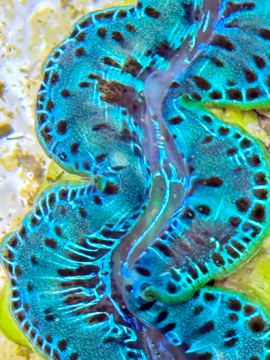Cultured Maxima Clam 2.5” to 3.5” neon green with black dots Clam