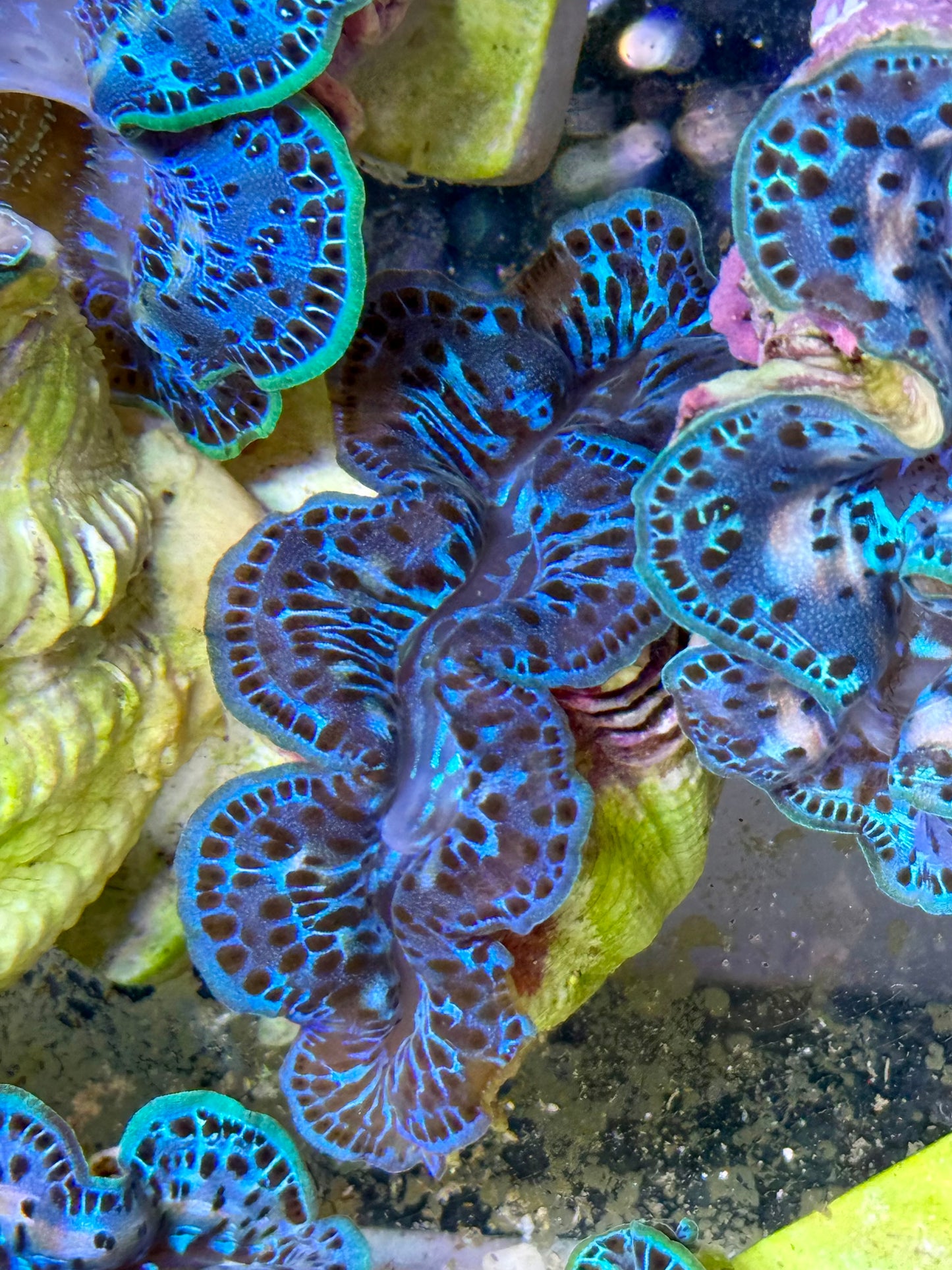 Cultured Maxima Clam 2.5” to 3.5”