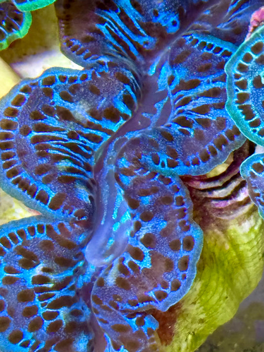 Cultured Maxima Clam 2.5” to 3.5”