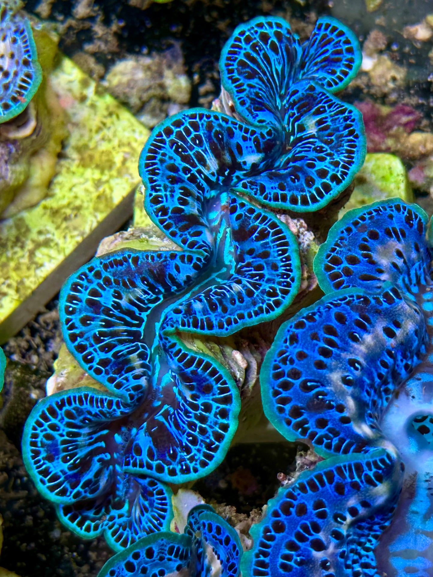 Cultured Maxima Clam 2.5” to 3.5” gorgeous, deep blue and light blues in this clam