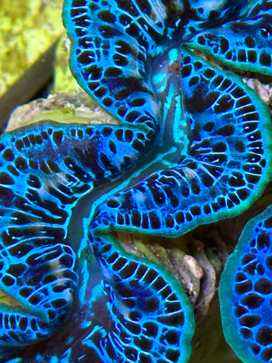 Cultured Maxima Clam 2.5” to 3.5” gorgeous, deep blue and light blues in this clam