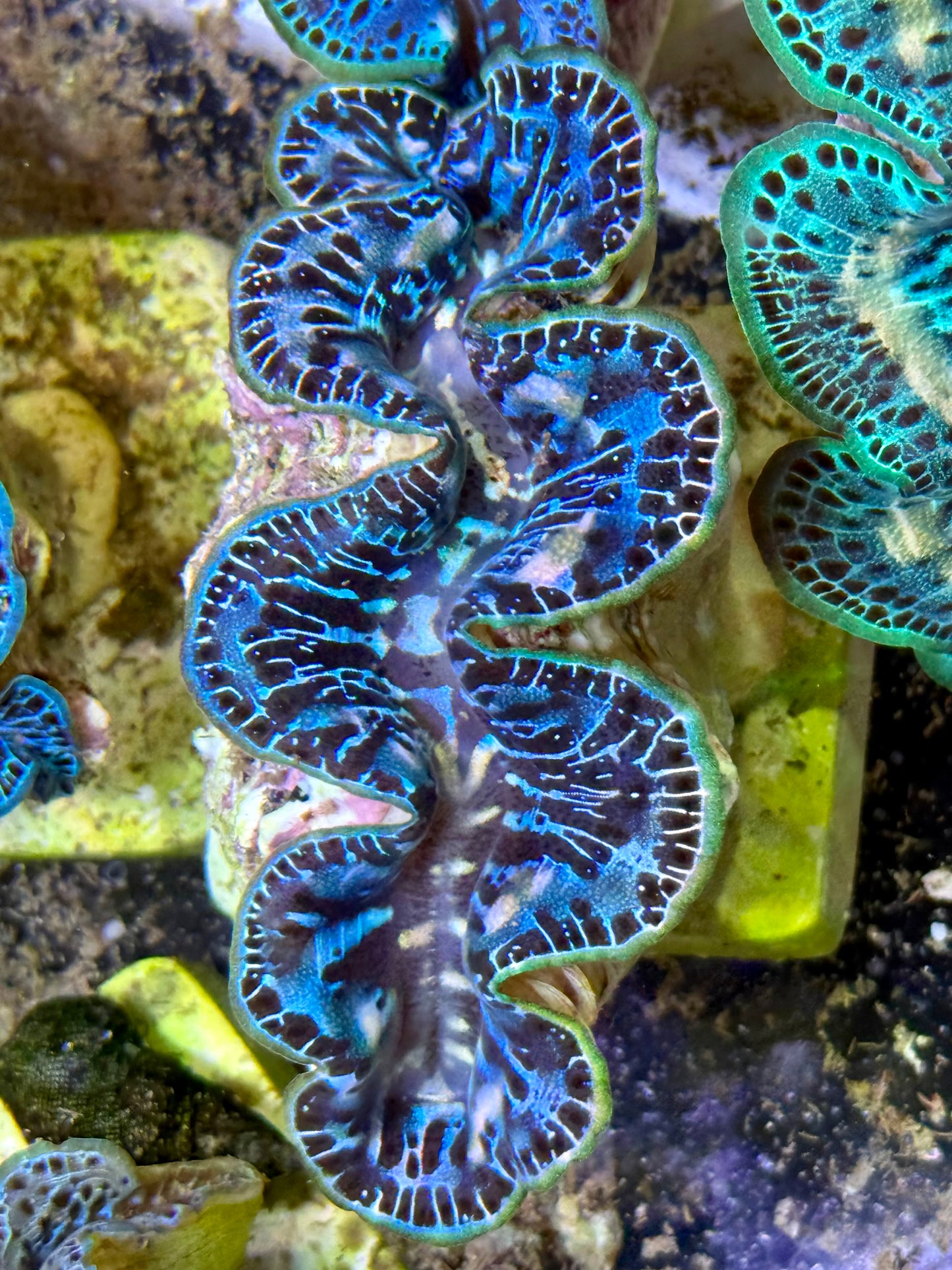 Cultured Maxima Clam 2.5” to 3.5” multicolored blue black mixed in with other colors
