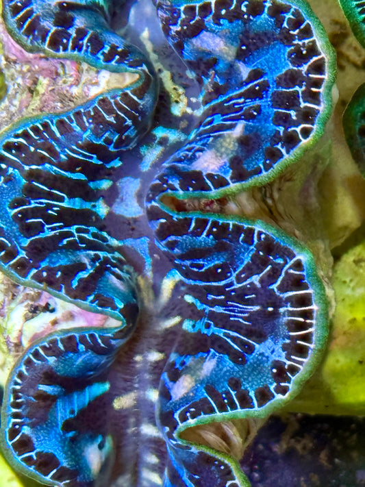 Cultured Maxima Clam 2.5” to 3.5” multicolored blue black mixed in with other colors