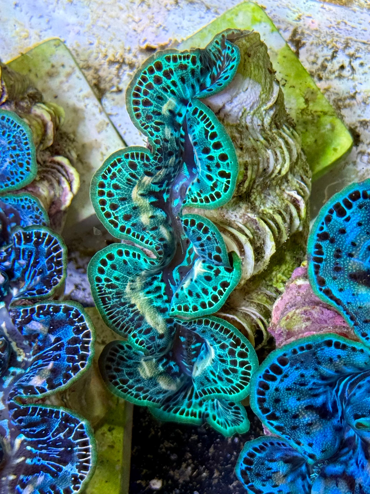 Cultured Maxima Clam 2.5” to 3.5” neon green with yellow markings and black dots