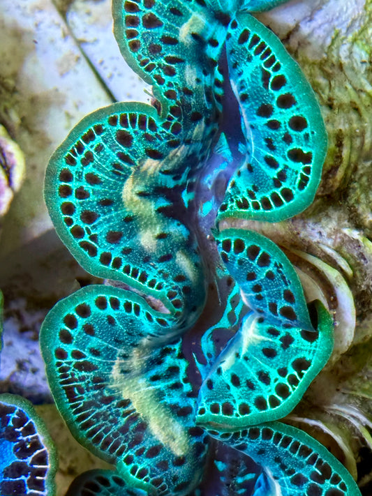 Cultured Maxima Clam 2.5” to 3.5” neon green with yellow markings and black dots