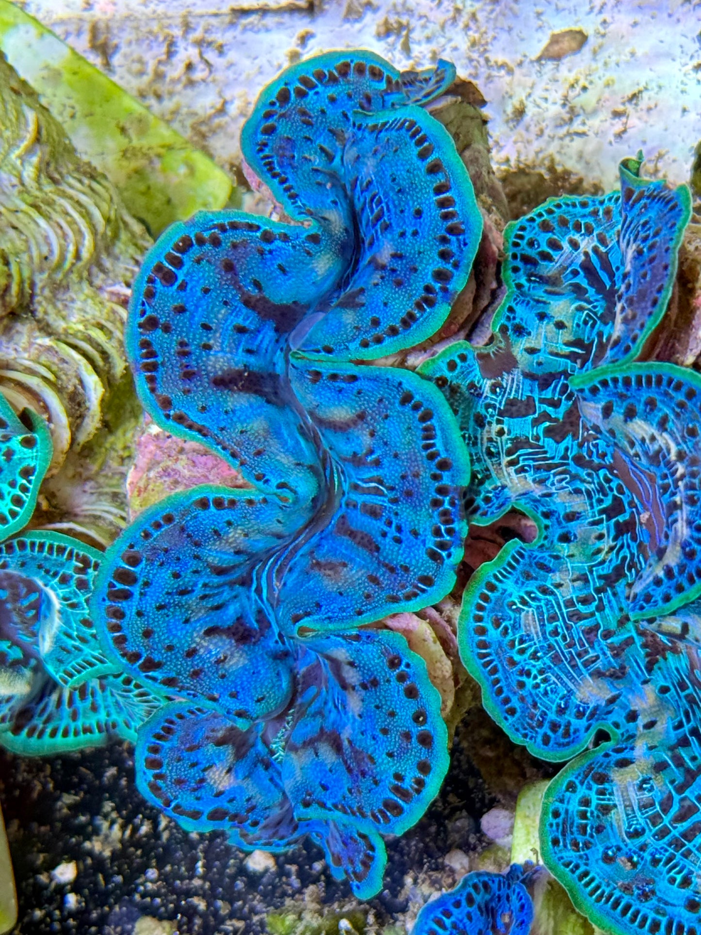Cultured Maxima Clam 2.5” to 3.5” baby blue clam with black dots