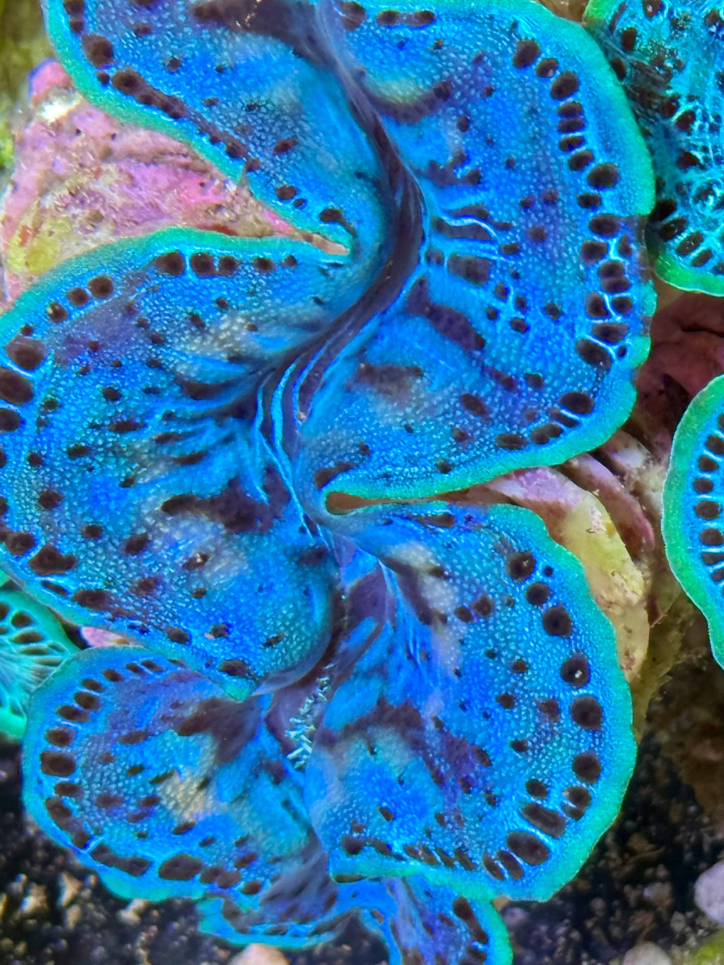 Cultured Maxima Clam 2.5” to 3.5” baby blue clam with black dots