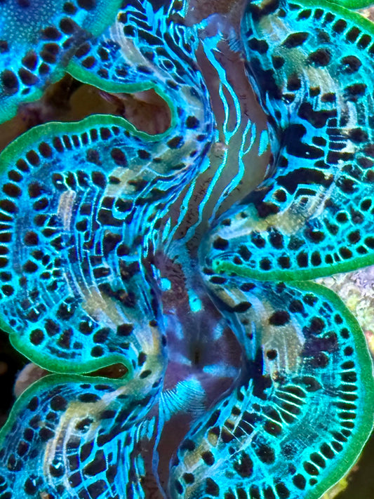 Cultured Maxima Clam 2.5” to 3.5” mixed colored ultra Clam